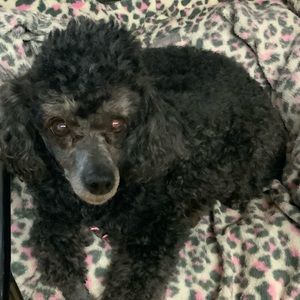 Meet your Posher, Debbie